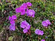 Al Rifugio Capanna 2000 da Alpe Arera ad anello-1GIUGNO25: splendide fioriture !- FOTOGALLERY